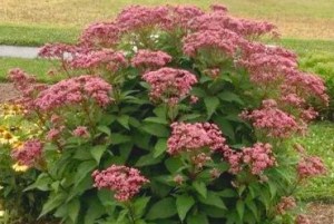 Eupatorium maculatum Eureka